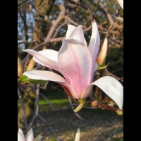 Magnolia Soulangeana (fam Magnoliacees) (02)